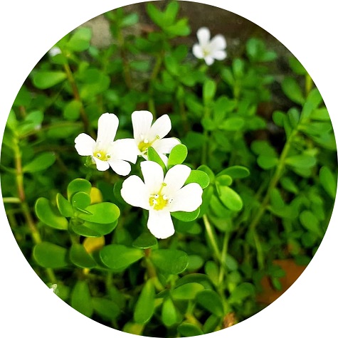 Brahmi in Ayurveda: A Comprehensive Guide to Its Uses and Benefits