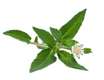Ridtobak liquid an ayurvedic medicine for smokers to quit tobacco