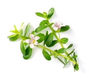 Brahmi powerful antioxidants, boost brain function and alleviate anxiety and stress used in Ridtobak: Ayurvedic Treatment for Smoking