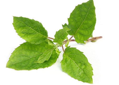 Remarkable healt benefits of Tulsi leaves like boosts immunity, purifies blood, improves digestion, reduces stress levels used in Ridtobak representing natural remedies for overcoming smoking and tobacco habits.